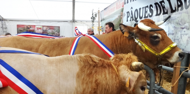 Laguiole célèbre le bœuf pur race Aubrac